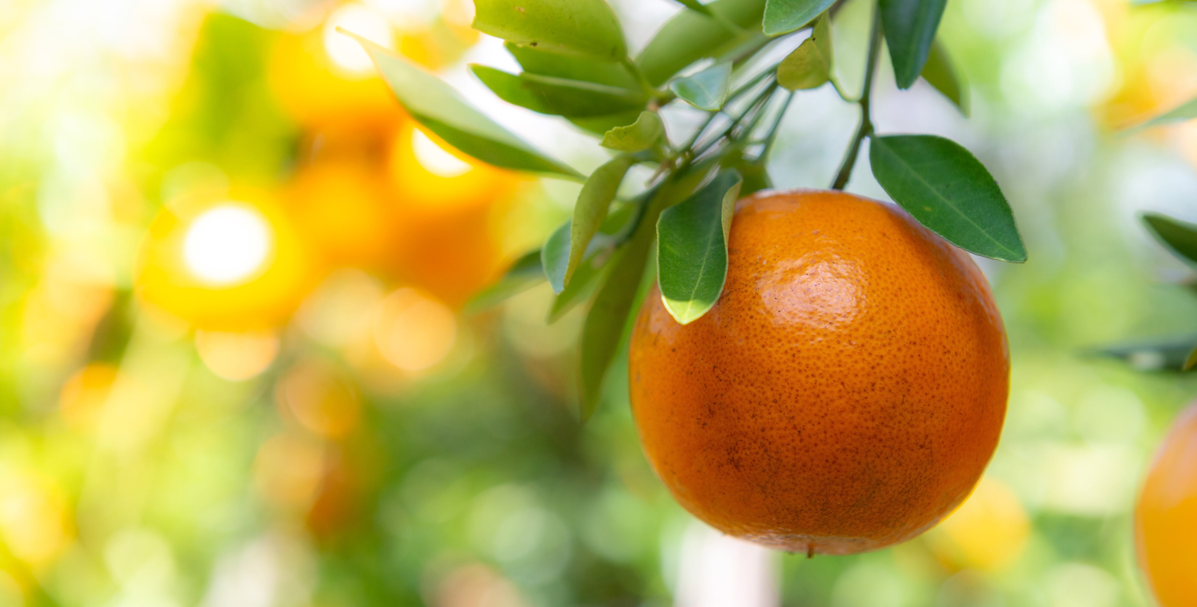 Runde Sache – Bio-Anbau von Grapefruit