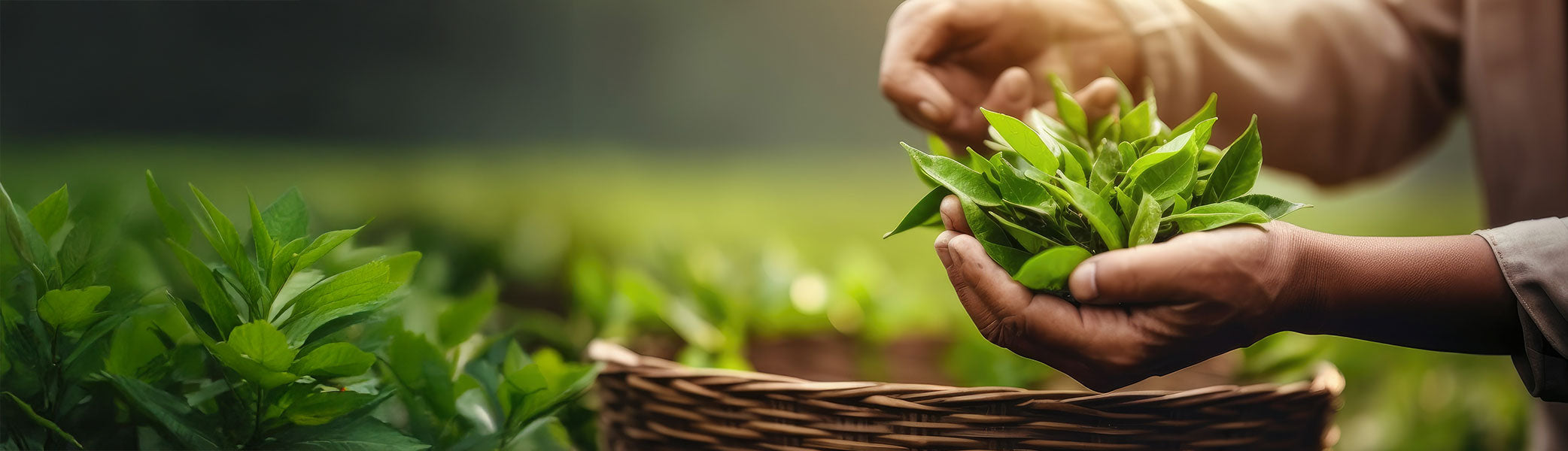 Nahaufnahme von Händen, die in einem sonnenbeschienenen Garten frische grüne Blätter in einen Weidenkorb ernten, im Hintergrund üppiges Laub.